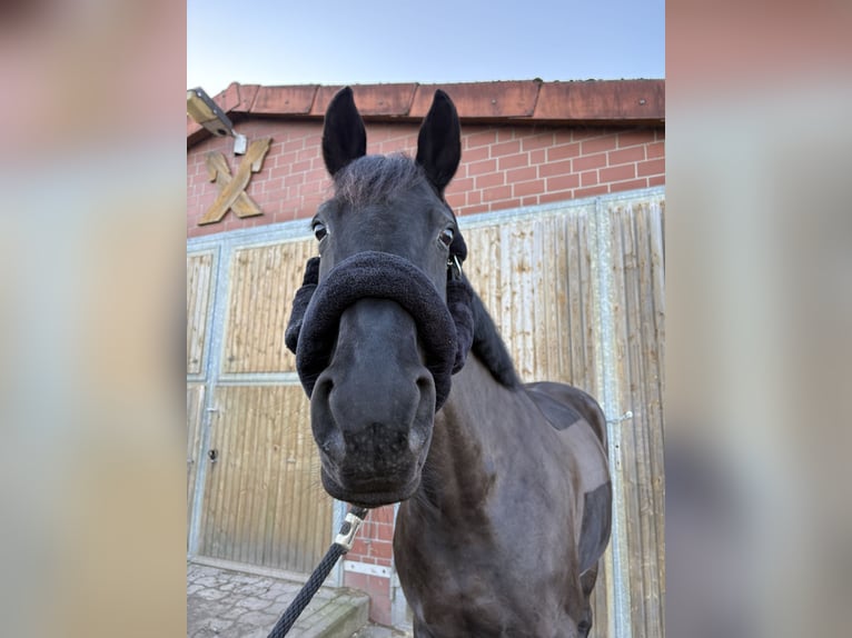 Oldenburg-International (OS) Mare 10 years 16.1 hh Black in Isernhagen