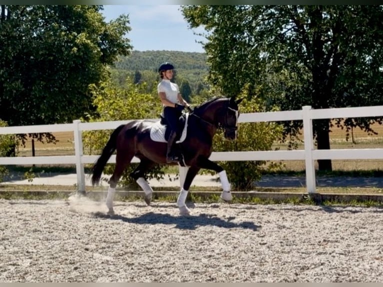 Oldenburg-International (OS) Mare 10 years 16.2 hh Black in Weilheim an der Teck