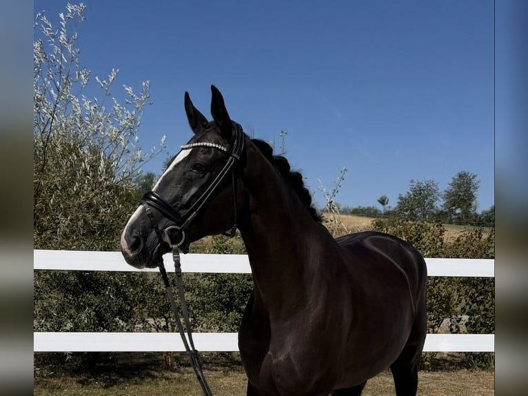 Oldenburg-International (OS) Mare 10 years 16.2 hh Black in Weilheim an der Teck