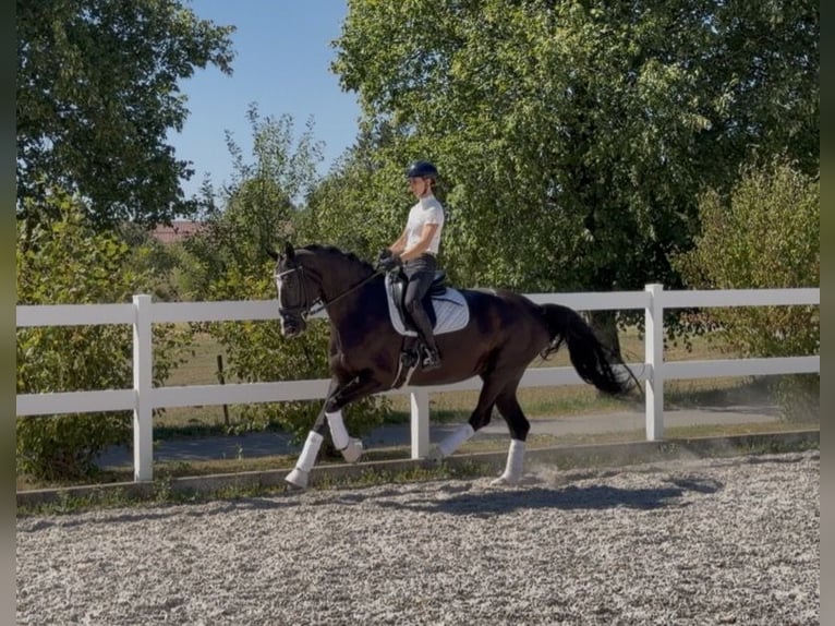 Oldenburg-International (OS) Mare 10 years 16.2 hh Black in Weilheim an der Teck