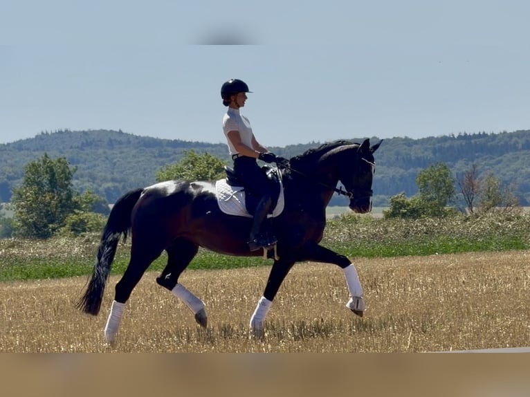 Oldenburg-International (OS) Mare 10 years 16.2 hh Black in Weilheim an der Teck