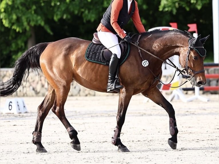 Oldenburg-International (OS) Mare 10 years 16.2 hh  in Uhlstädt-Kirchhasel