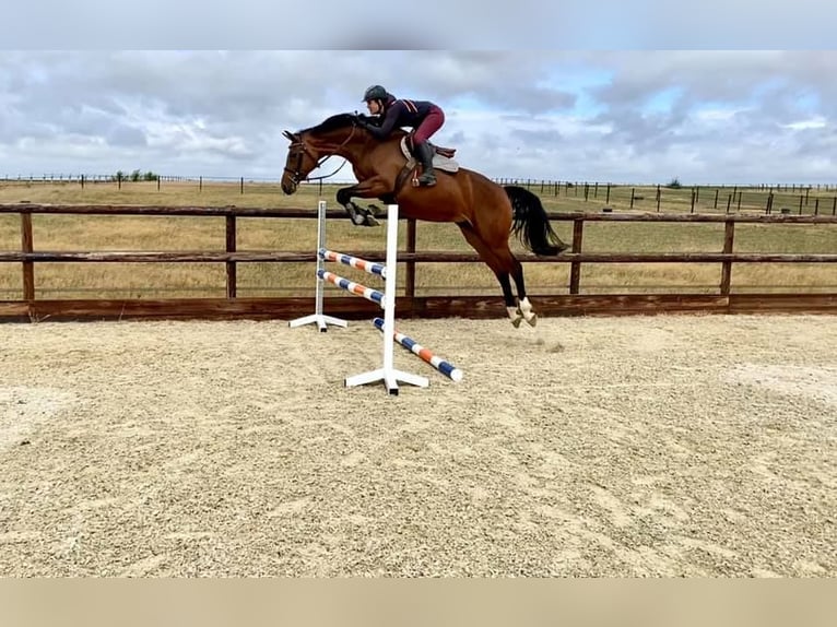 Oldenburg-International (OS) Mare 10 years 16.3 hh Bay-Dark in Forville