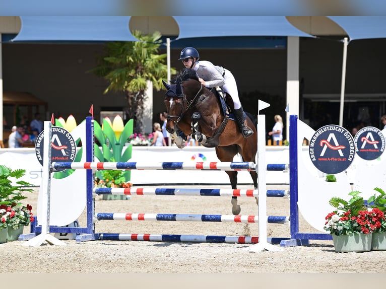 Oldenburg-International (OS) Mare 10 years 16 hh Bay-Dark in St. Pölten
