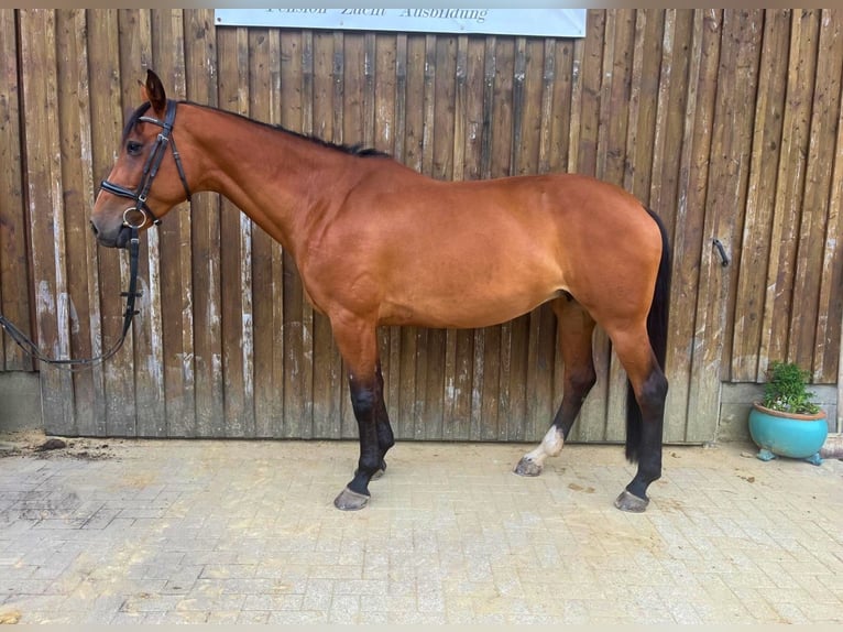 Oldenburg-International (OS) Mare 10 years 16 hh Brown in Gummersbach