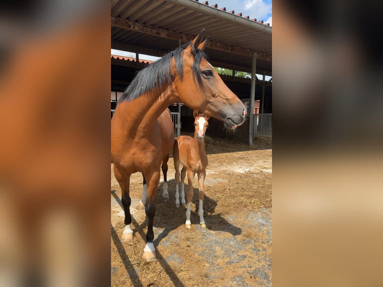 Oldenburg-International (OS) Mare 10 years 16,1 hh Brown in Osnabr&#xFC;ck