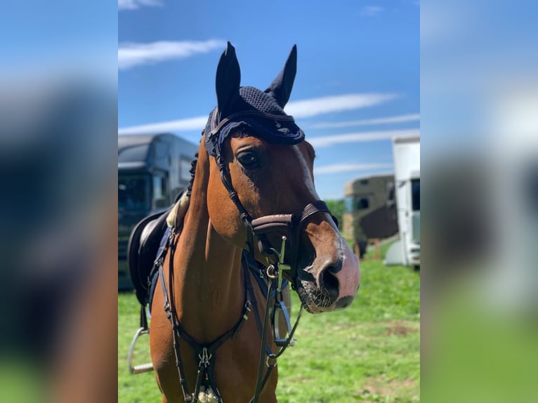 Oldenburg-International (OS) Mare 10 years 16,1 hh Brown in Osnabr&#xFC;ck