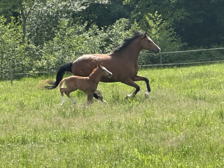 Oldenburg-International (OS) Mare 10 years 16,1 hh Brown in Osnabr&#xFC;ck