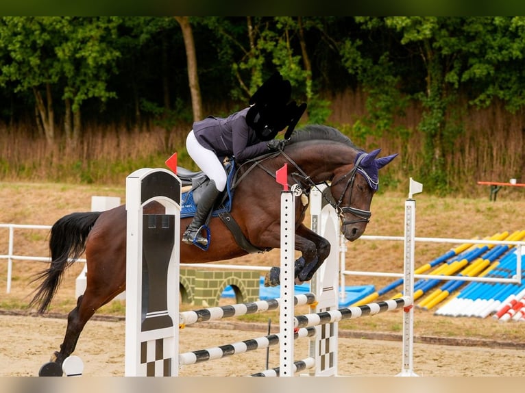 Oldenburg-International (OS) Mare 10 years 16,1 hh Brown in Mögglingen