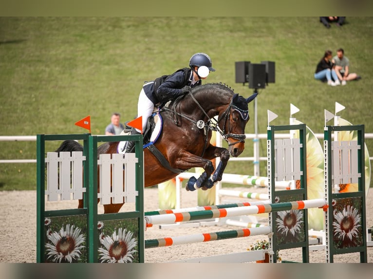 Oldenburg-International (OS) Mare 10 years 16,1 hh Brown in Mögglingen