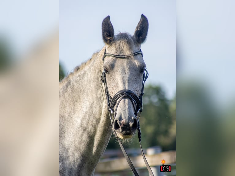 Oldenburg-International (OS) Mare 10 years 16,1 hh Gray-Dapple in Wolfsbach