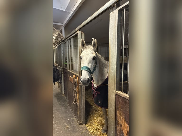 Oldenburg-International (OS) Mare 10 years 16,1 hh Grey-Fleabitten in Bergkamen