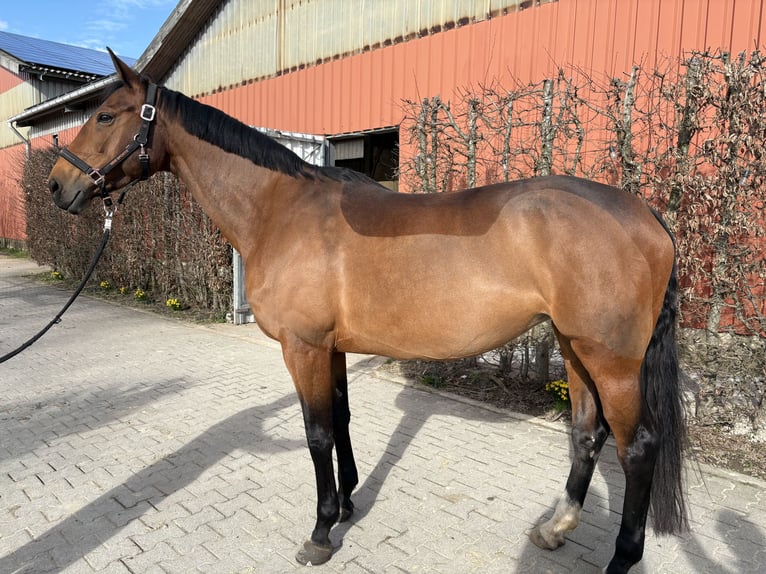 Oldenburg-International (OS) Mare 10 years 16,3 hh Brown in Willich