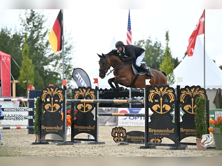 Oldenburg-International (OS) Mare 10 years 16,3 hh Brown in Marienhausen