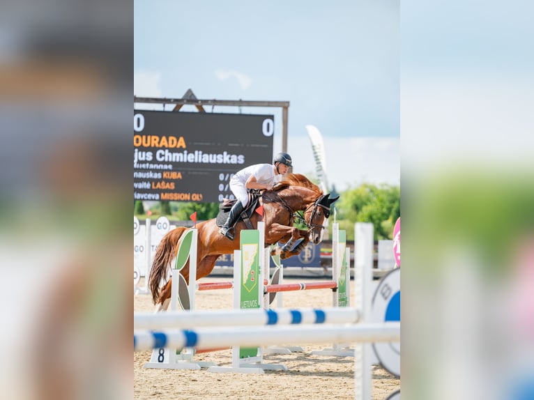 Oldenburg-International (OS) Mare 10 years Chestnut in Kačėnai