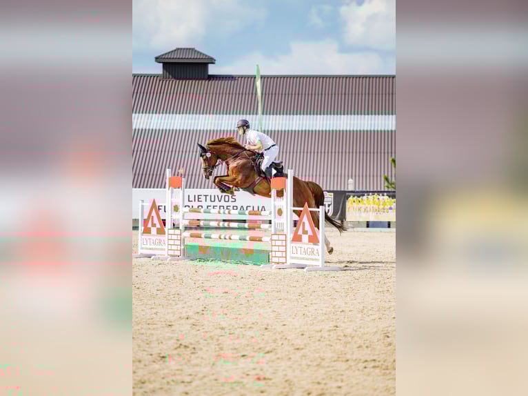 Oldenburg-International (OS) Mare 10 years Chestnut in Kačėnai