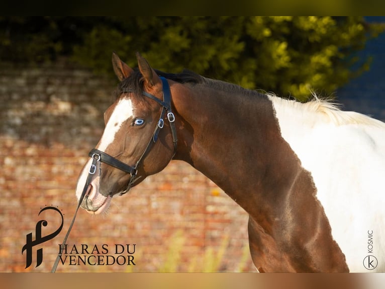 Oldenburg-International (OS) Mare 11 years 15.3 hh Tobiano-all-colors in Marly-sous-Issy