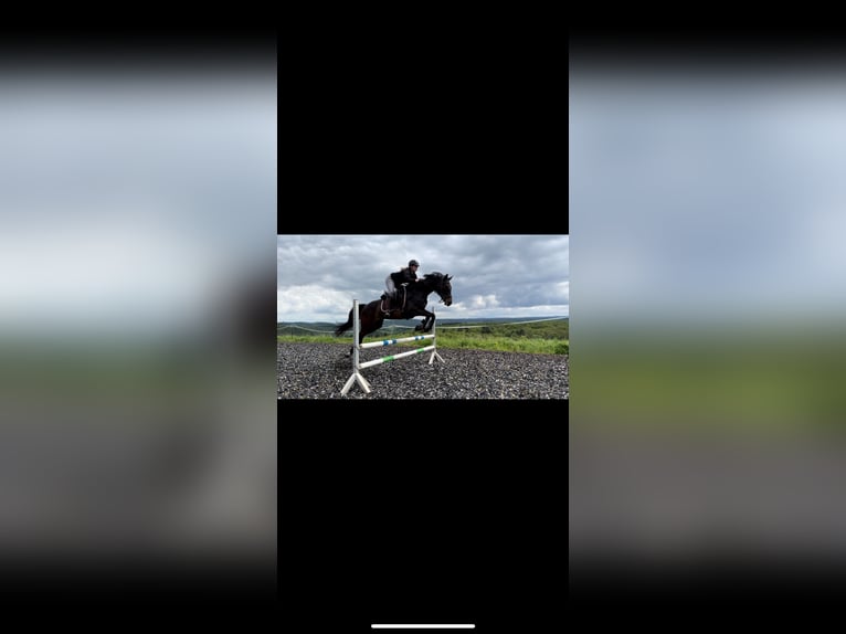Oldenburg-International (OS) Mare 11 years 15,2 hh Bay-Dark in Potzbach
