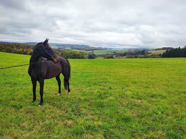 Oldenburg-International (OS) Mare 11 years 15,2 hh Bay-Dark in Potzbach