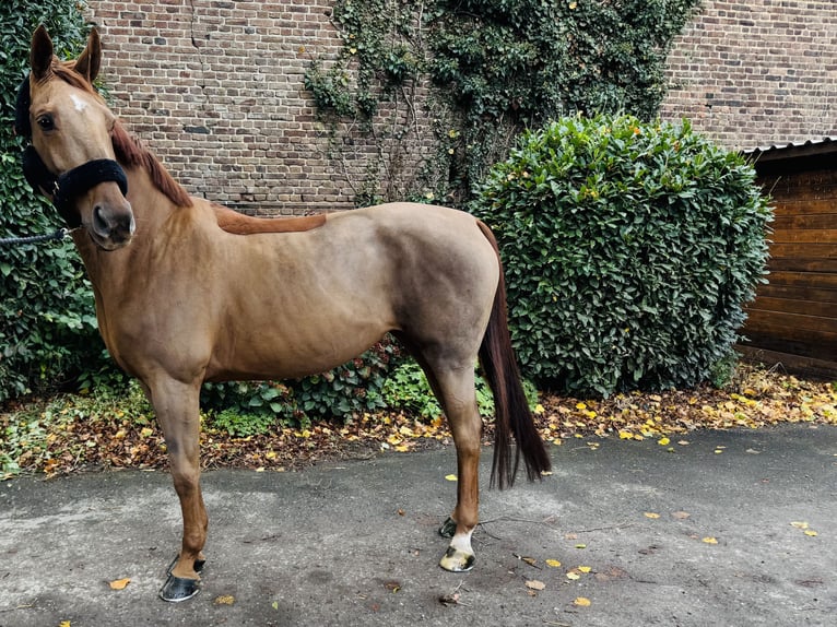 Oldenburg-International (OS) Mare 11 years 15,2 hh Chestnut-Red in Erkelenz Oldenburg-International (OS) Mare 11 years 15,2 hh Chestnut-Red in Erkelenz