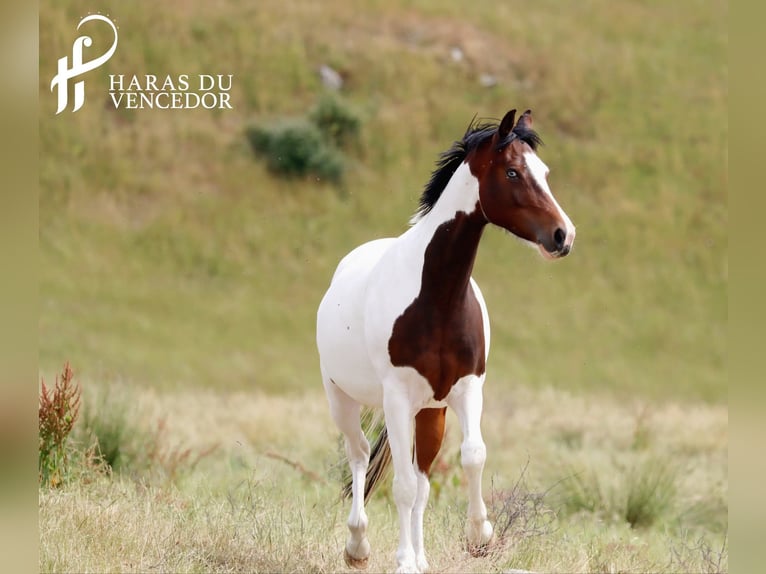 Oldenburg-International (OS) Mare 11 years 15,3 hh Tobiano-all-colors in Marly-sous-Issy