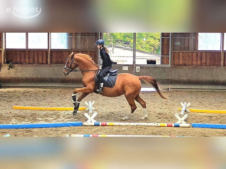Oldenburg-International (OS) Mare 11 years 16.1 hh Chestnut-Red in Drachhausen