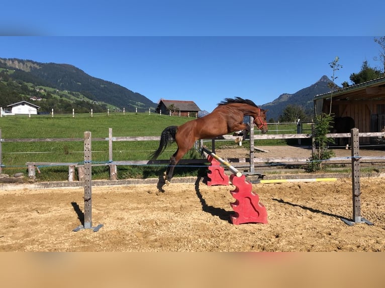 Oldenburg-International (OS) Mare 11 years 16.2 hh Brown in Feldkirch