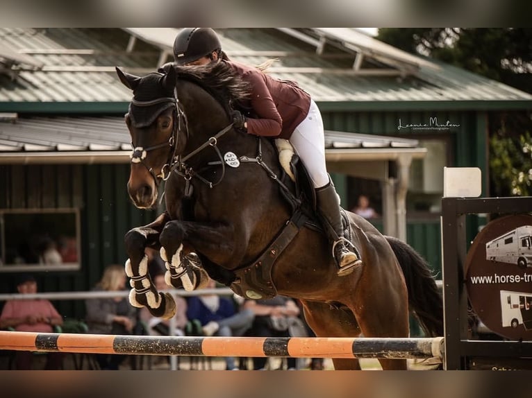Oldenburg-International (OS) Mare 11 years 16.3 hh Smoky-Black in Heinsberg