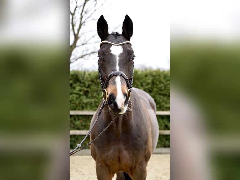 Oldenburg-International (OS) Mare 11 years 16 hh Bay-Dark in Lohne