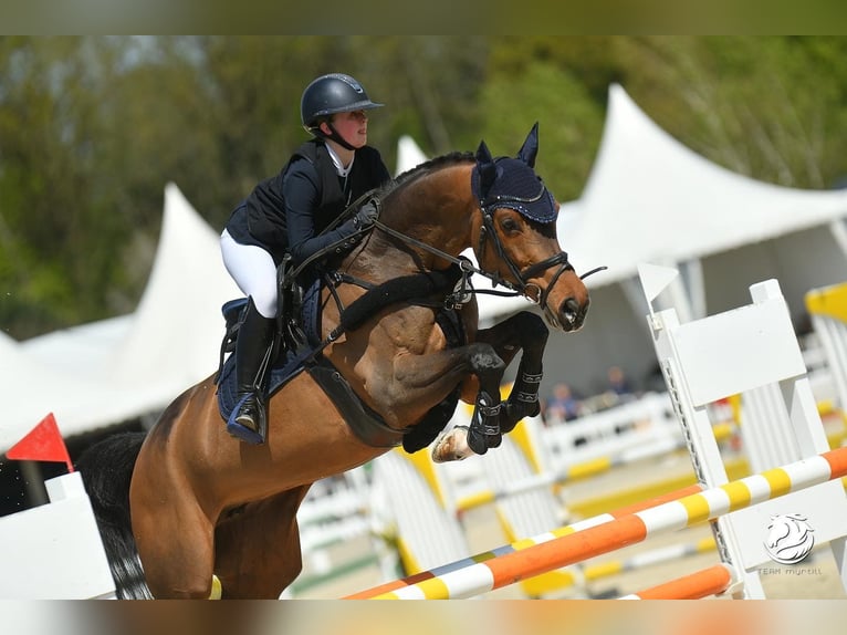 Oldenburg-International (OS) Mare 11 years 16 hh Brown in Schlo&#xDF; Holte-Stukenbrock