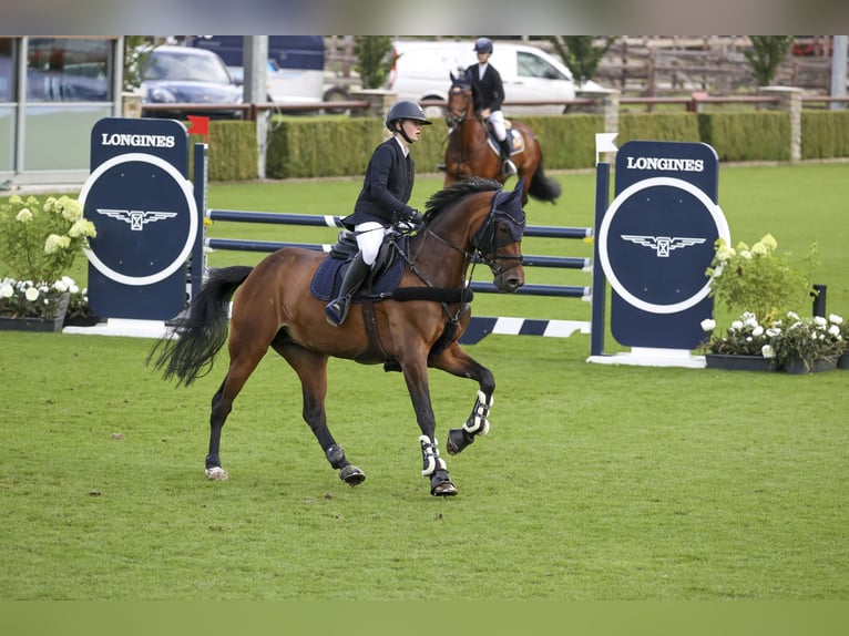 Oldenburg-International (OS) Mare 11 years 16 hh Brown in Schlo&#xDF; Holte-Stukenbrock