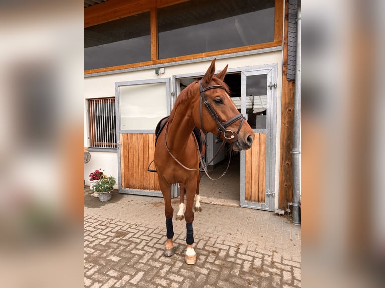 Oldenburg-International (OS) Mare 11 years 16 hh Chestnut-Red in Winningen