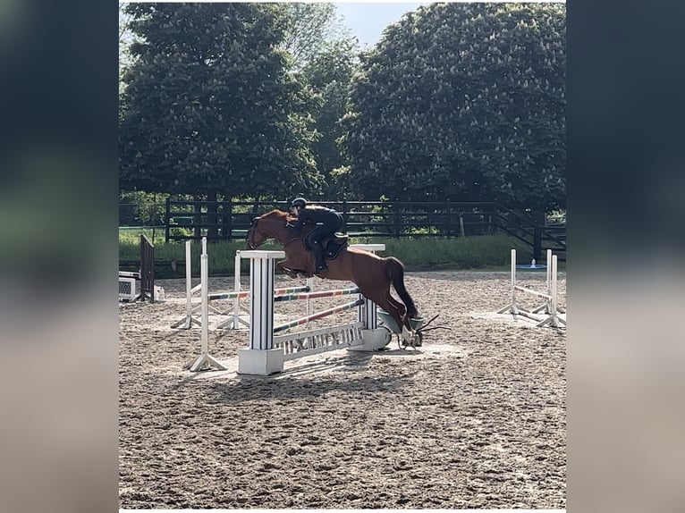 Oldenburg-International (OS) Mare 11 years 16 hh Chestnut-Red in Winningen