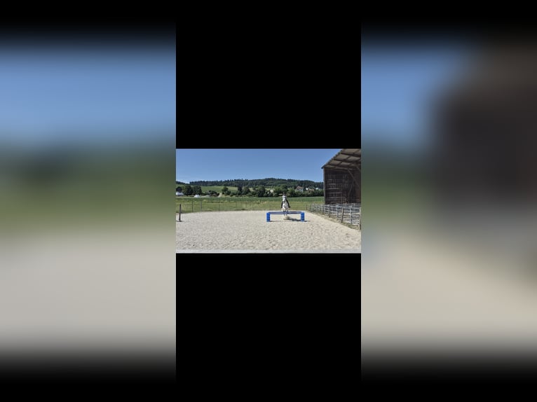 Oldenburg-International (OS) Mare 11 years 16 hh Grey in Leutwil