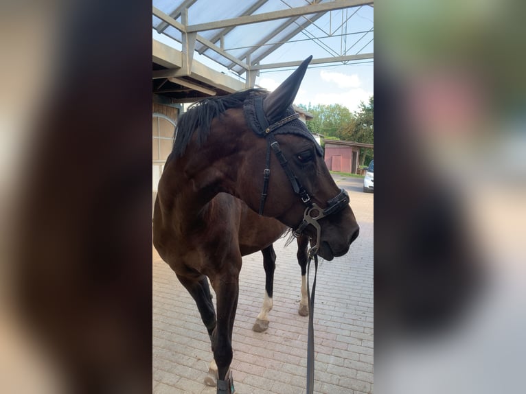 Oldenburg-International (OS) Mare 11 years 16 hh in Billigheim