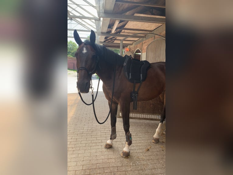 Oldenburg-International (OS) Mare 11 years 16 hh in Billigheim