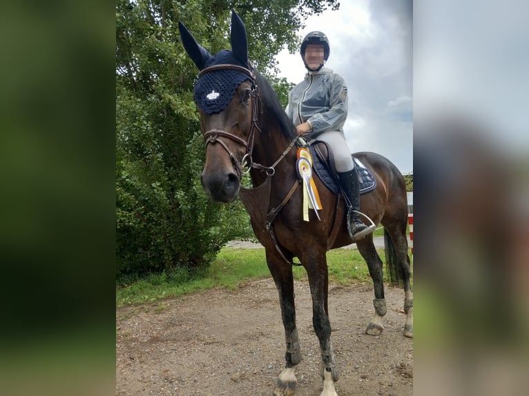 Oldenburg-International (OS) Mare 11 years 16 hh in Billigheim