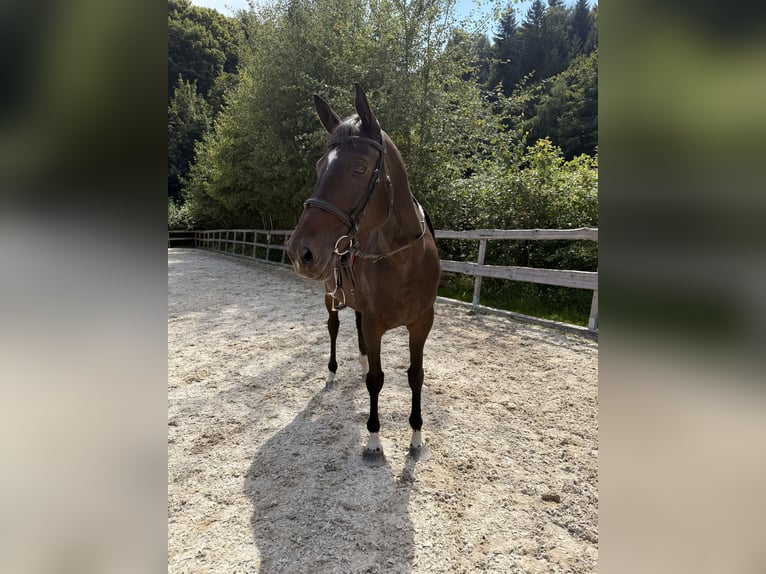 Oldenburg-International (OS) Mare 11 years 16,1 hh Bay-Dark in Schaufling