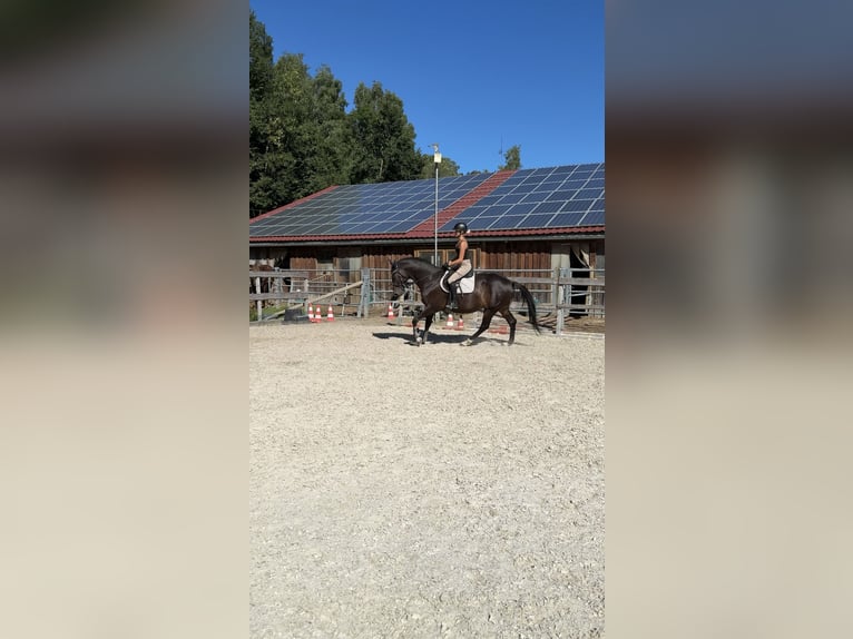 Oldenburg-International (OS) Mare 11 years 16,1 hh Bay-Dark in Schaufling