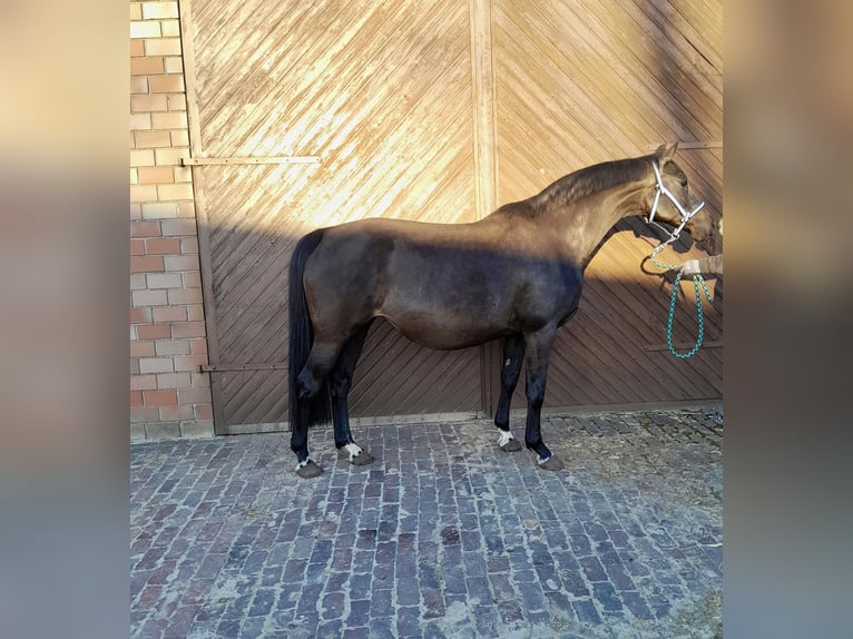 Oldenburg-International (OS) Mare 11 years 16,1 hh Smoky-Black in Garrel