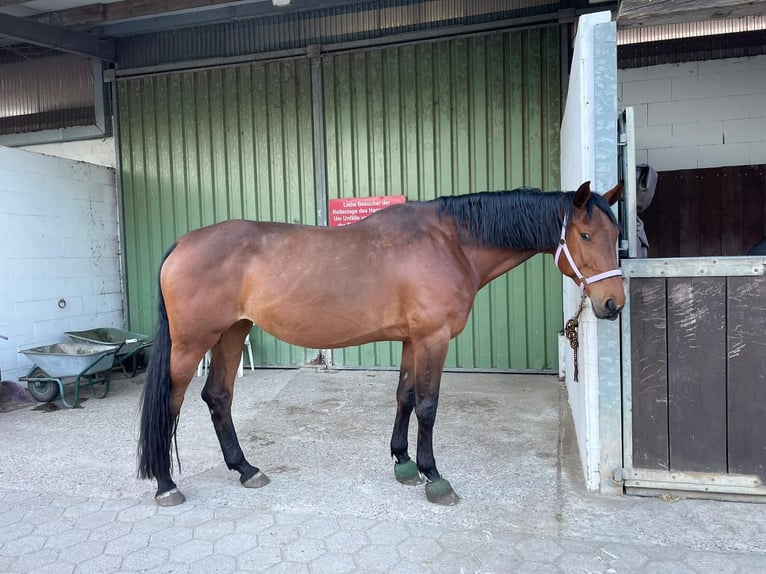 Oldenburg-International (OS) Mare 11 years 17.1 hh Brown in Buxtehude