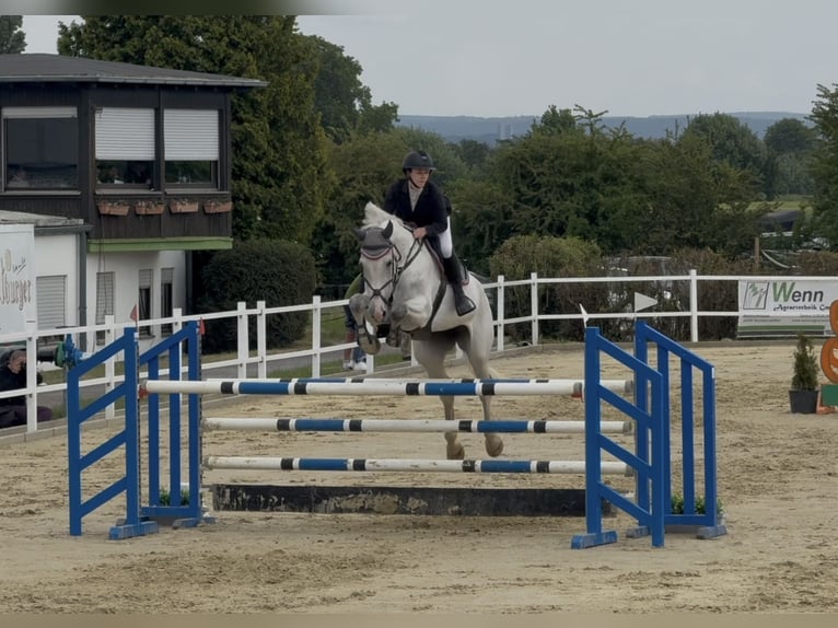 Oldenburg-International (OS) Mare 11 years 17.1 hh Grey in Traben-Trarbach