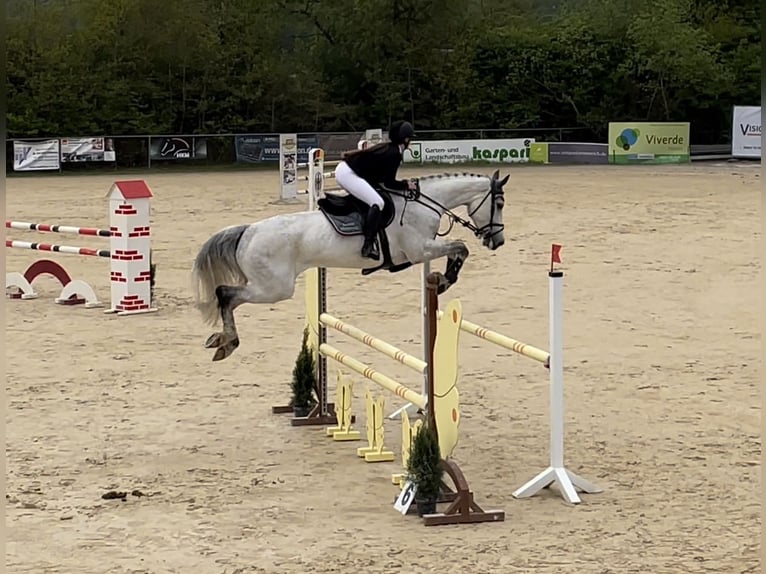 Oldenburg-International (OS) Mare 11 years 17.1 hh Grey in Traben-Trarbach