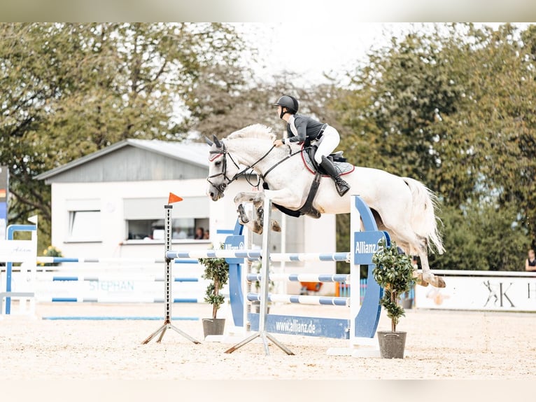 Oldenburg-International (OS) Mare 11 years 17.1 hh Grey in Traben-Trarbach