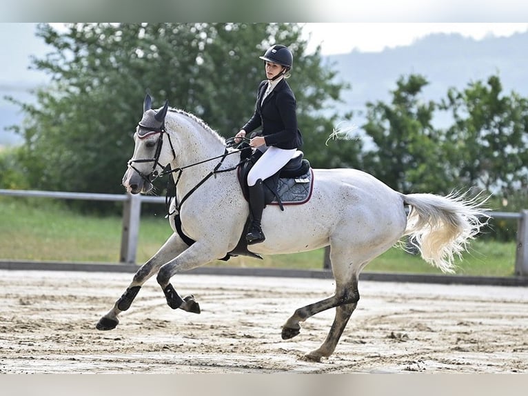 Oldenburg-International (OS) Mare 11 years 17.1 hh  in Simmenach