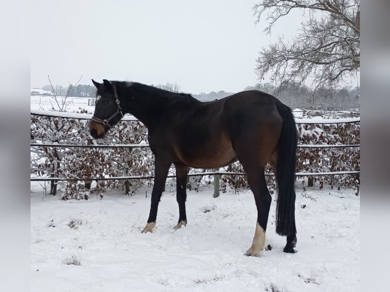 Oldenburg-International (OS) Mare 11 years 17 hh Bay-Dark in Warmsen