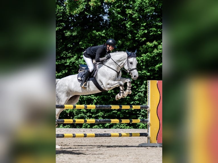 Oldenburg-International (OS) Mare 11 years 17 hh Grey-Dapple in Garching bei München
