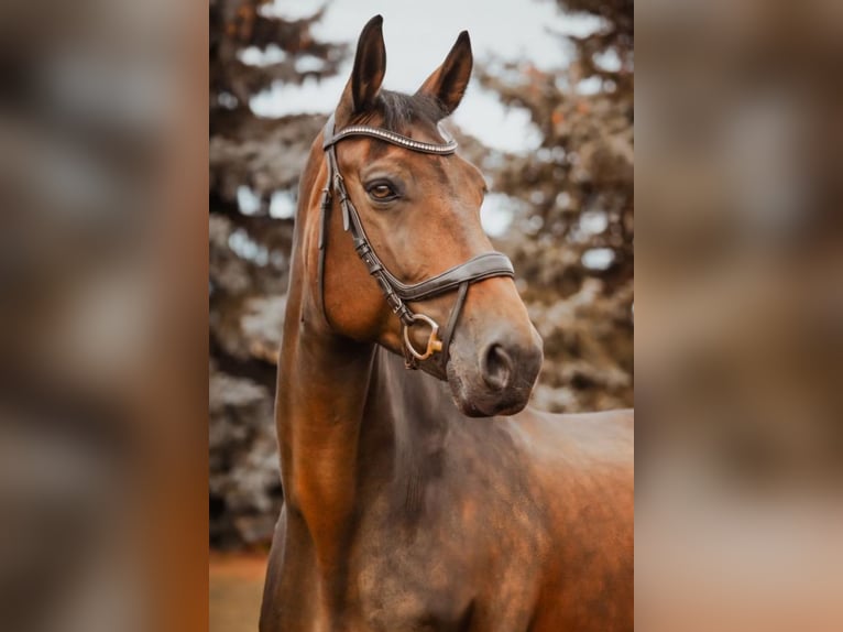 Oldenburg-International (OS) Mare 11 years 17,1 hh Bay-Dark in Mellenthin