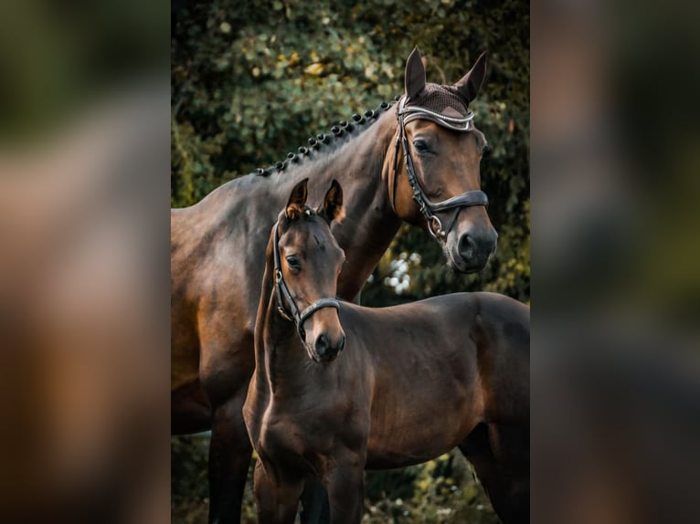 Oldenburg-International (OS) Mare 11 years 17,1 hh Bay-Dark in Mellenthin