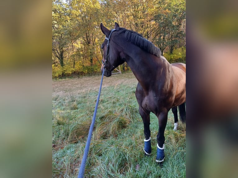 Oldenburg-International (OS) Mare 11 years 17,1 hh Bay-Dark in Mellenthin